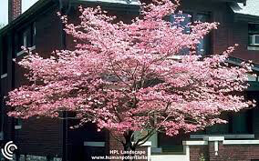dogwood Cornus kousa &#39;Stellar Pink&#39; 10 gal