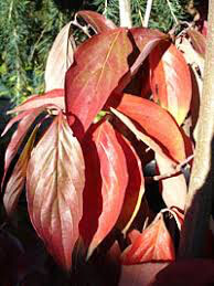 dogwood Cornus kousa &#39;Stellar Pink&#39; 10 gal