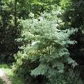 dogwood Cornus kousa &#39;Wolf Eyes&#39; 7 gal