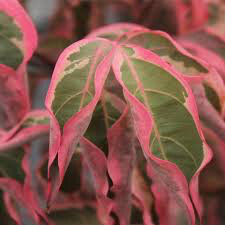 dogwood Cornus kousa &#39;Wolf Eyes&#39; 7 gal