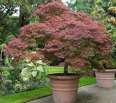 Japanese Maple Acer palmatum var. dissectum &#39;Tamukeyama&#39; 3 gal