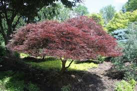 Japanese Maple Acer palmatum var. dissectum &#39;Tamukeyama&#39; 3 gal