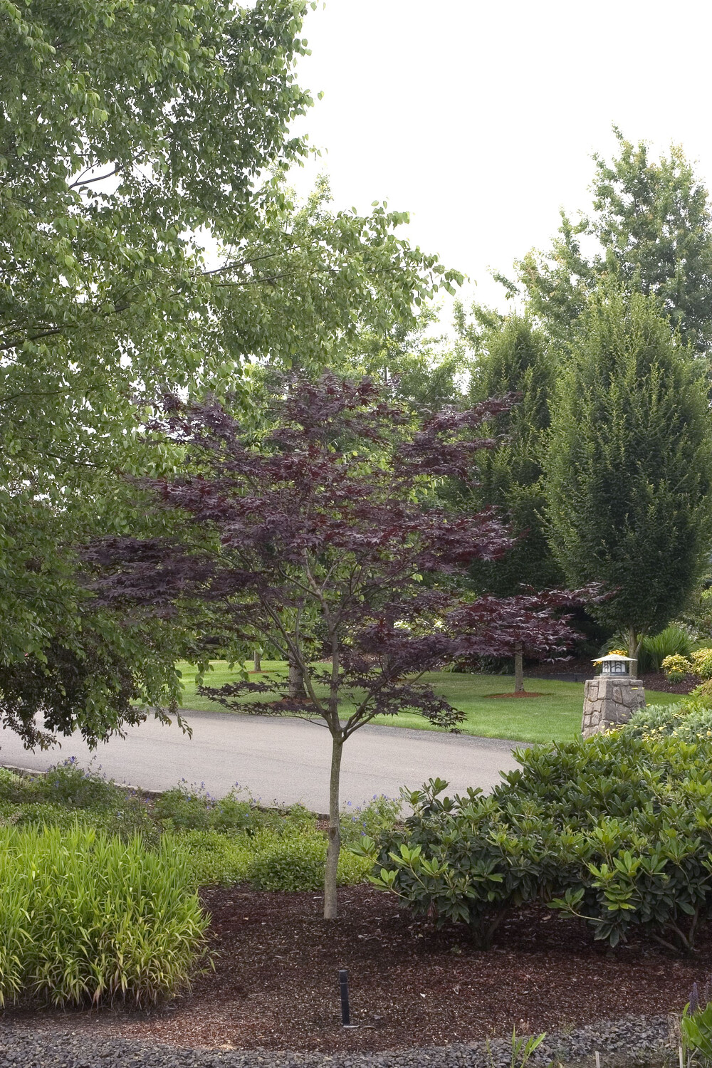 Acer palmatum &#39;Wolff&#39; 5 gal