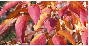 dogwood Cornus kousa &#39;Stellar Pink&#39; 10 gal