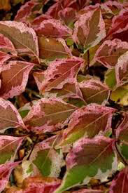 dogwood Cornus kousa &#39;Wolf Eyes&#39; 7 gal