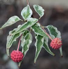 dogwood Cornus kousa &#39;Wolf Eyes&#39; 7 gal