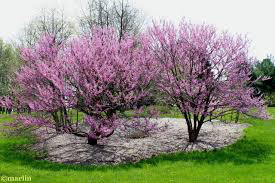 Cercis canadensis - Eastern Redbud 5 gal