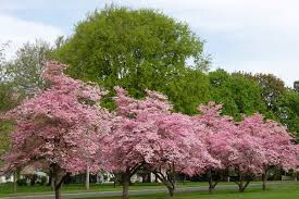 dogwood Cornus kousa &#39;Stellar Pink&#39; 10 gal