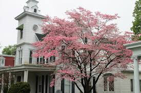 dogwood Cornus kousa 'Stellar Pink' 10 gal