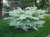 dogwood Cornus kousa &#39;Wolf Eyes&#39; 7 gal
