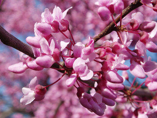 Cercis canadensis - Eastern Redbud 5 gal