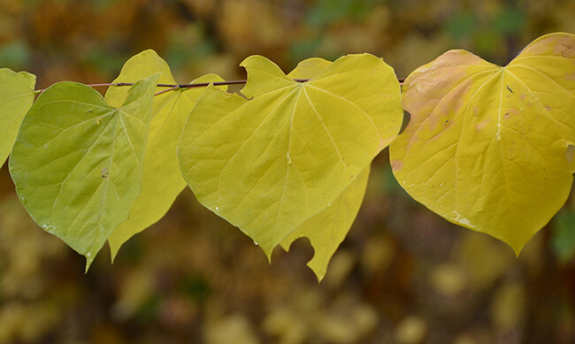 Cercis canadensis - Eastern Redbud 5 gal