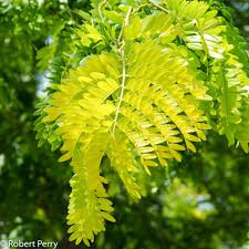 Gleditsia triacanthos &#39;Suncole&#39; 15 gal