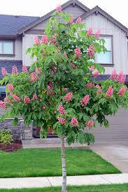Aesculus x carnea &#39;Fort McNair&#39; 15gal.