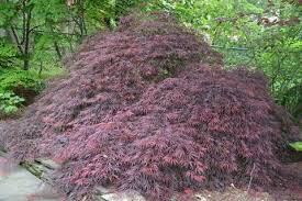 Japanese Maple Acer palmatum var. dissectum &#39;Tamukeyama&#39; 3 gal