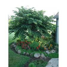 Cercis canadensis - Eastern Redbud 5 gal