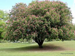Aesculus x carnea &#39;Fort McNair&#39; 15gal.