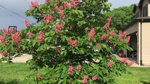 Aesculus x carnea &#39;Fort McNair&#39; 15gal.