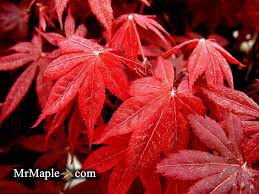 Acer palmatum &#39;Bloodgood&#39; 5 gal