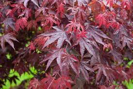 Acer palmatum 'Bloodgood' 5 gal