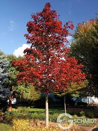 maple acer  &#39;Crimson Sunset&#39; 15 gal