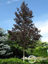 maple acer  &#39;Crimson Sunset&#39; 15 gal