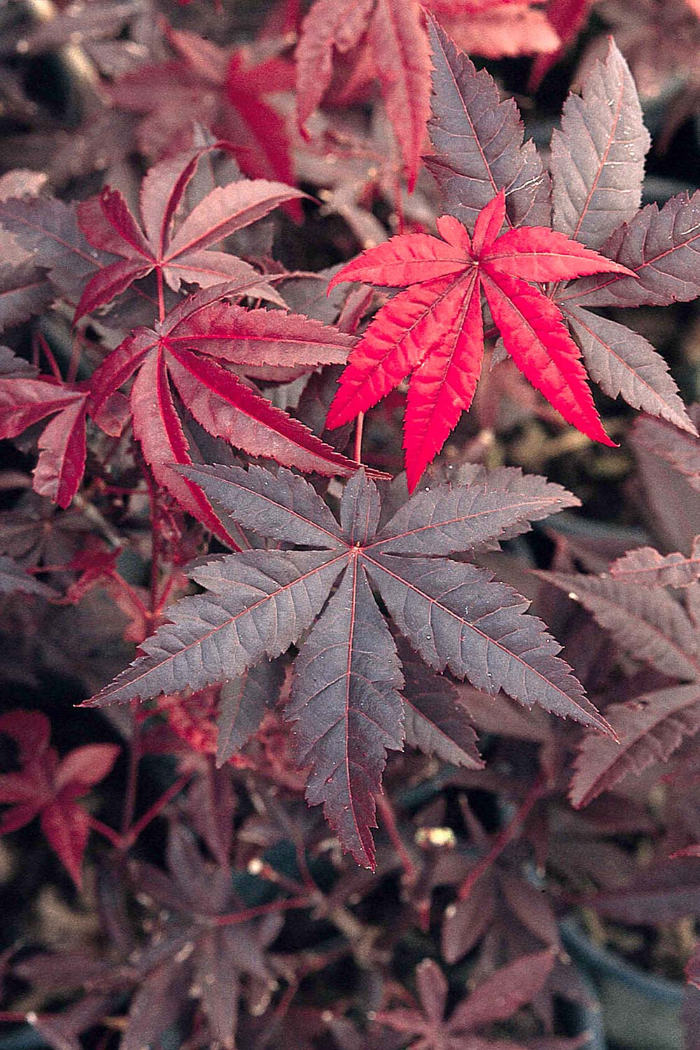 Acer palmatum &#39;Wolff&#39; 5 gal