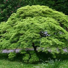 Acer palmatum dissectum &#39;Viridis&#39; 5 gal