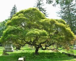 Acer palmatum dissectum &#39;Viridis&#39; 5 gal