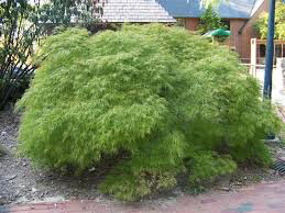 Acer palmatum dissectum &#39;Viridis&#39; 5 gal