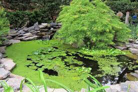 Acer palmatum dissectum &#39;Viridis&#39; 5 gal
