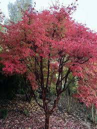 Acer griseum 15 gal