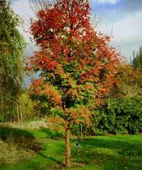 Acer griseum 15 gal