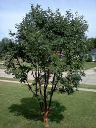 Acer griseum  paperbark 7 gal
