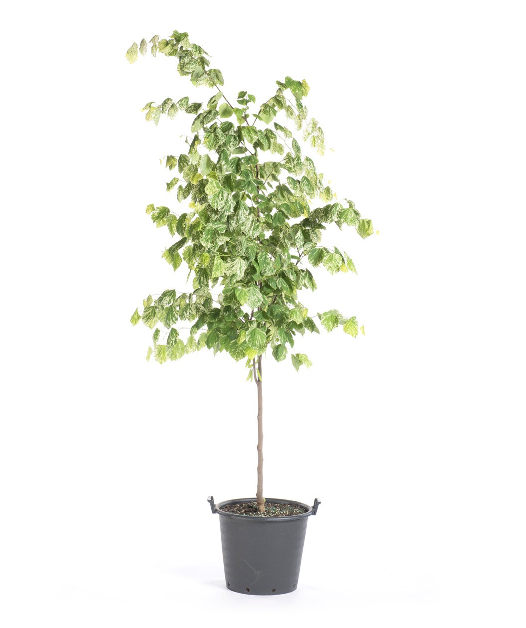 Cercis canadensis &#39;Floating Clouds&#39; 15 gal