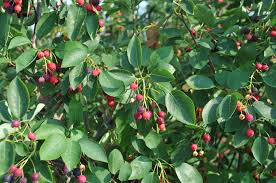 Amelanchier canadensis&#39; 7 gal