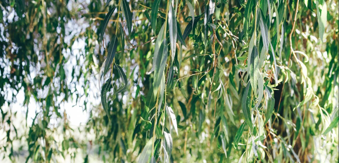 Salix niobe weeping willow 15 gal