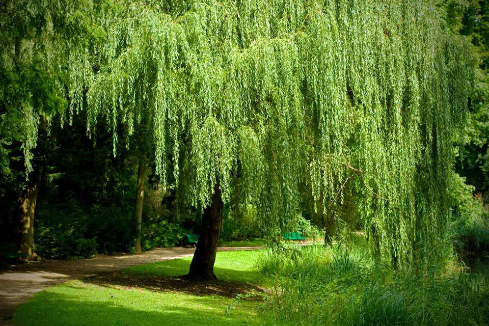Salix niobe weeping willow 15 gal