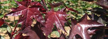 maple acer  &#39;Crimson Sunset&#39; 15 gal