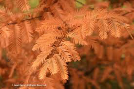 redwood dawn Metasequoia Glyptostroboides 15 gal