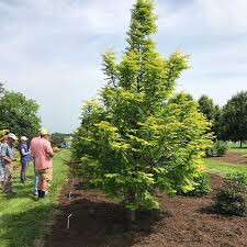 redwood dawn Metasequoia Glyptostroboides 15 gal