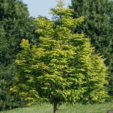 redwood dawn Metasequoia Glyptostroboides 15 gal
