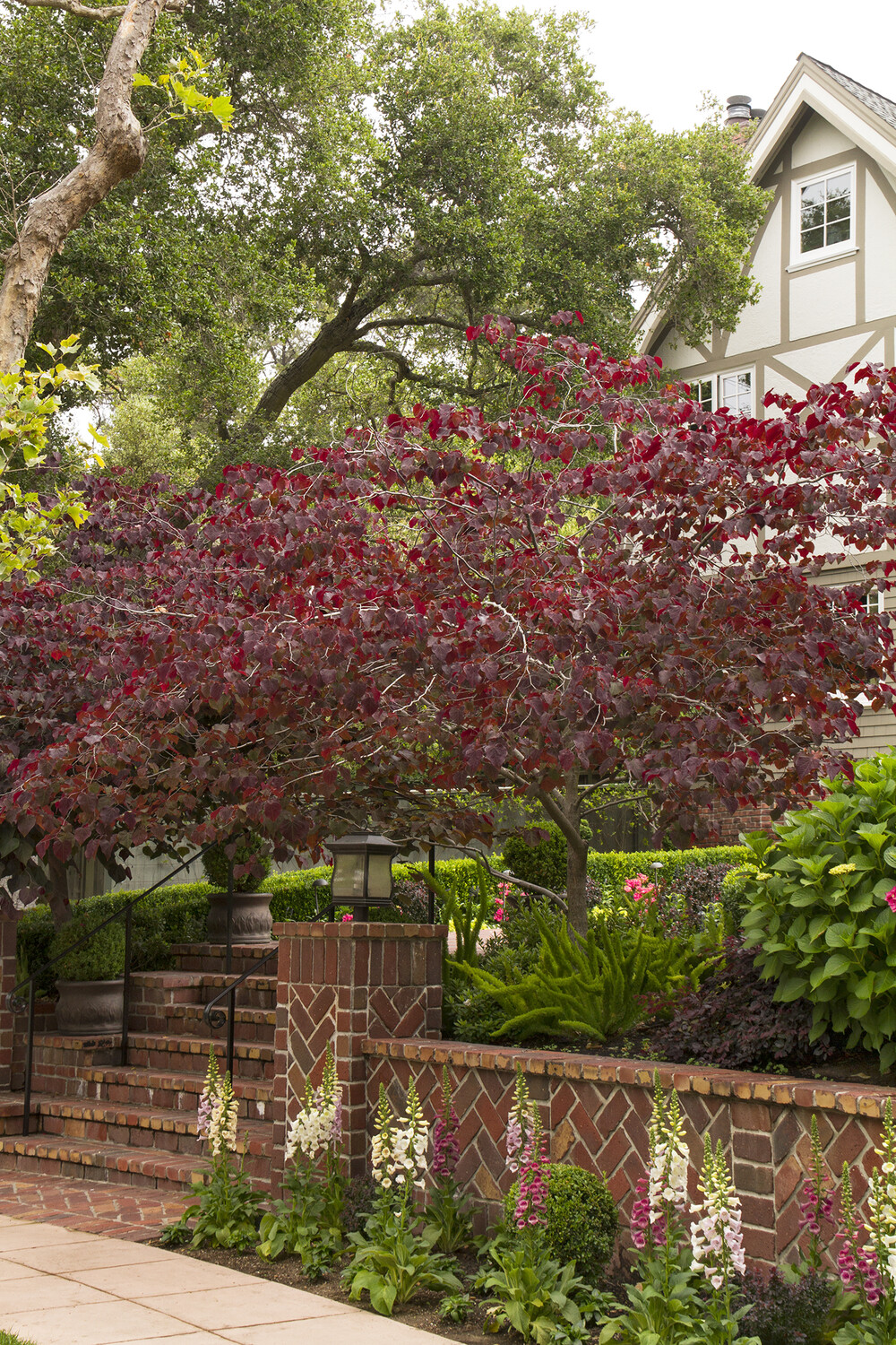 Cercis canadensis &#39;Forest Pansy&#39; #15
