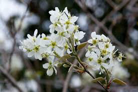 Amelanchier canadensis&#39; 7 gal