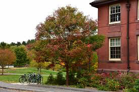 Acer griseum 15 gal