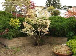 Acer palmatum &#39;Ukigumo&#39; 25 gal