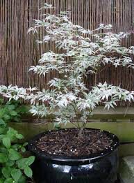 Acer palmatum &#39;Ukigumo&#39; 25 gal