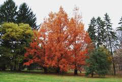 redwood dawn Metasequoia Glyptostroboides 15 gal