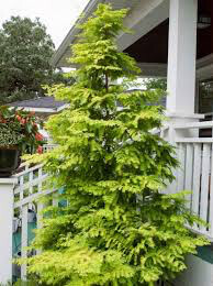 redwood dawn Metasequoia Glyptostroboides 15 gal