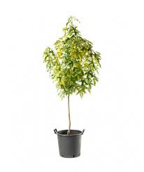 Liquidambar styraciflua &#39;Variegata&#39; 15 gal